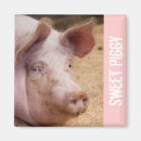 Search for sows magnets Pig