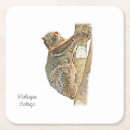 Search for lemur coasters Nature