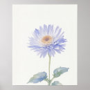 Search for aster flower posters Nature