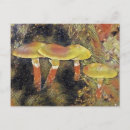 Search for mushroom postcards Colourful