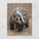 Search for approach postcards Animal