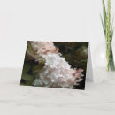 Recherche de hydrangea anniversaire cartes Rose