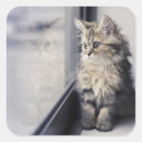 Recherche de persan chat autocollants Animal