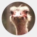 Search for ostrich jokes Animal