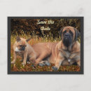 Search for french mastiff postcards Dog