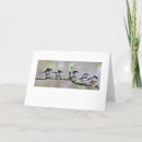 Search for long tailed cards Wildlife