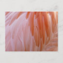 Recherche de plumes roses cartes postales Toute personne