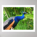Search for beautiful peacock christmas decor Bird