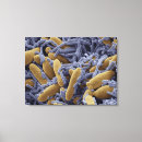 Search for micrography Food