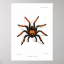 Search for tarantula posters Spider