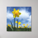 Search for yellow daffodil canvas prints Nature