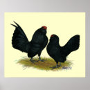 Search for bantam posters Fowl