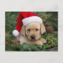 Recherche de labrador retriever christmas cards Noël