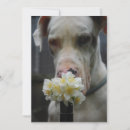 Recherche de chenil invitations Chien