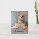 Search for chihuahua easter cards Basket