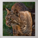 Search for bobcat posters Nature