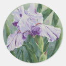 Search for purple iris stickers Summer