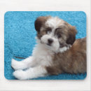 Search for havanese mousepads Puppies