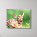 Recherche de adorable impressions sur toile Mammifère