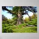Search for lebanon posters Tree