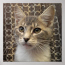 Recherche de bella posters Chat