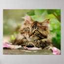 Search for cute tabby cat posters Kitten