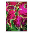 Search for coleus Foliage