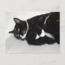 Recherche de chat de smoking Animal