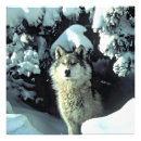 Recherche de loup photographie Photographie de la nature