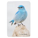 Recherche de la montagne magnets Oiseau