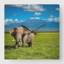 Search for conservation clocks African elephant