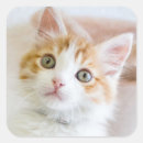 Search for pet sitting stickers Domestic cat