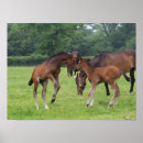 Search for sporting breed posters Horses