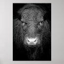Recherche de tête de vache posters Noir et blanc