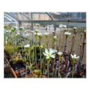 Search for venus flytrap flower Plant