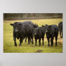 Recherche de bovin posters Noir