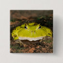 Recherche de vertebre badges Grenouille