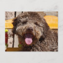 Recherche de visage de chien cartes postales Fourrure