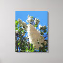Recherche de syringa Ciel bleu