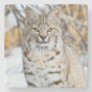 Recherche de elizabeth bar Lynx roux