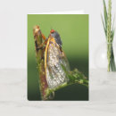 Search for online bug Cicada