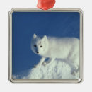 Search for arctic fox ornaments Snow