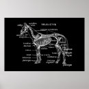 Search for horse anatomy posters Horses