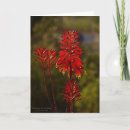 Search for bright red flower cards Botanical