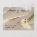 Recherche de zantedeschia cartes postales Noir