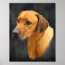 Search for rhodesian posters Ridgeback