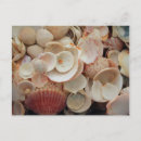 Search for close up postcards Shell