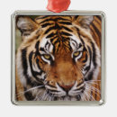 Search for bengal cat ornaments Animal