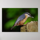 Search for nuthatch posters Wildlife