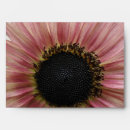 Recherche de rose photographie enveloppes Jardin